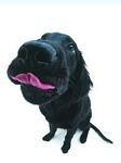 pic for Flat Coated Retriever